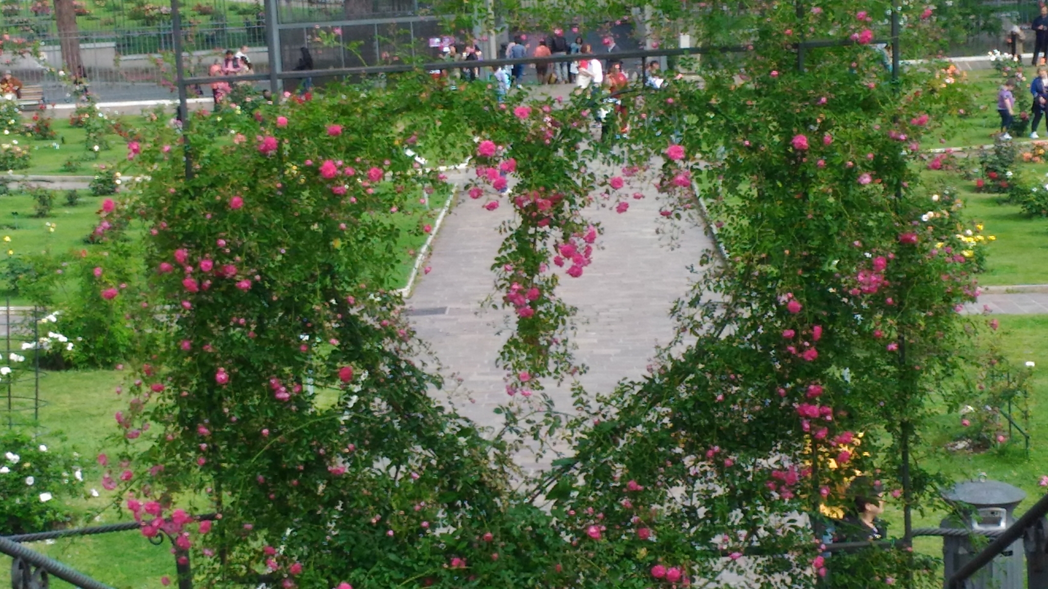 White House Rose Garden Renovation