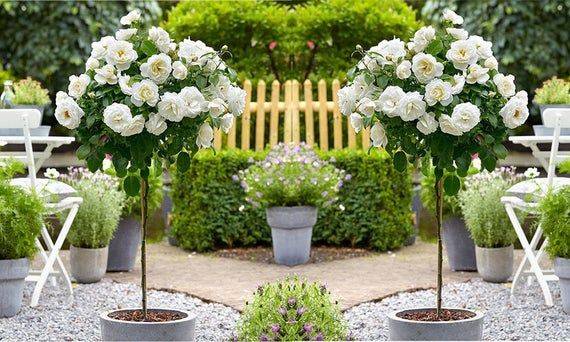 Awesome White Garden Ideas