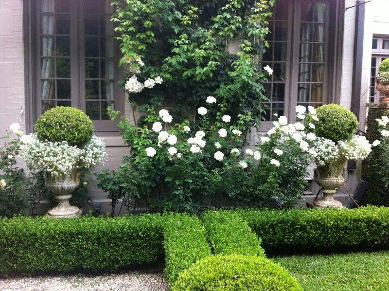 Climbing Roses