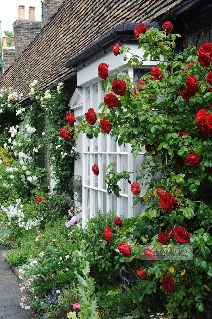 Your Own Rose Garden