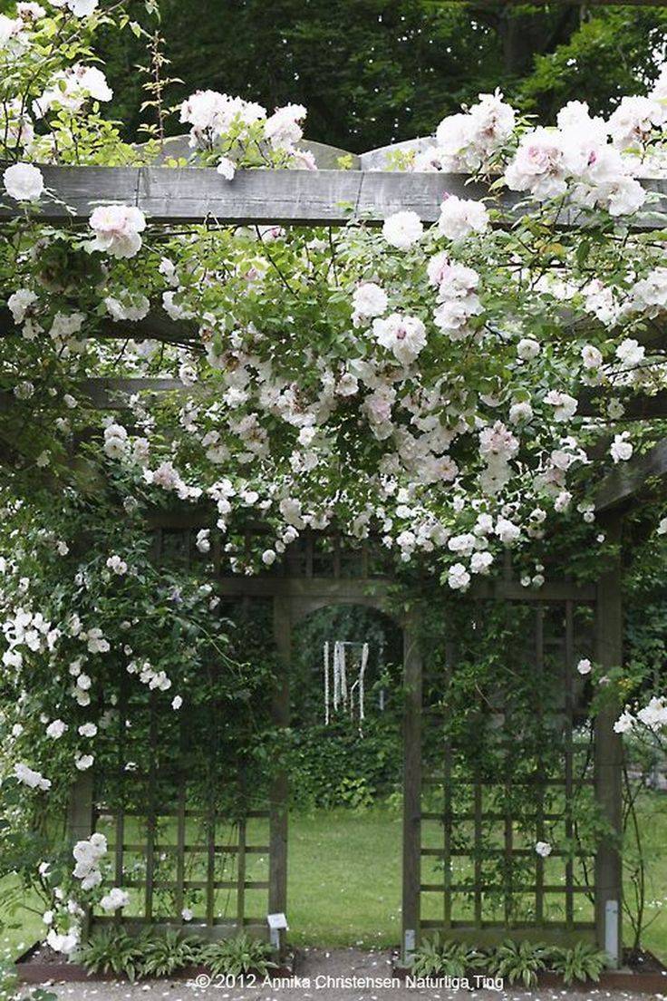 Front Yard Rose Garden Front Yard
