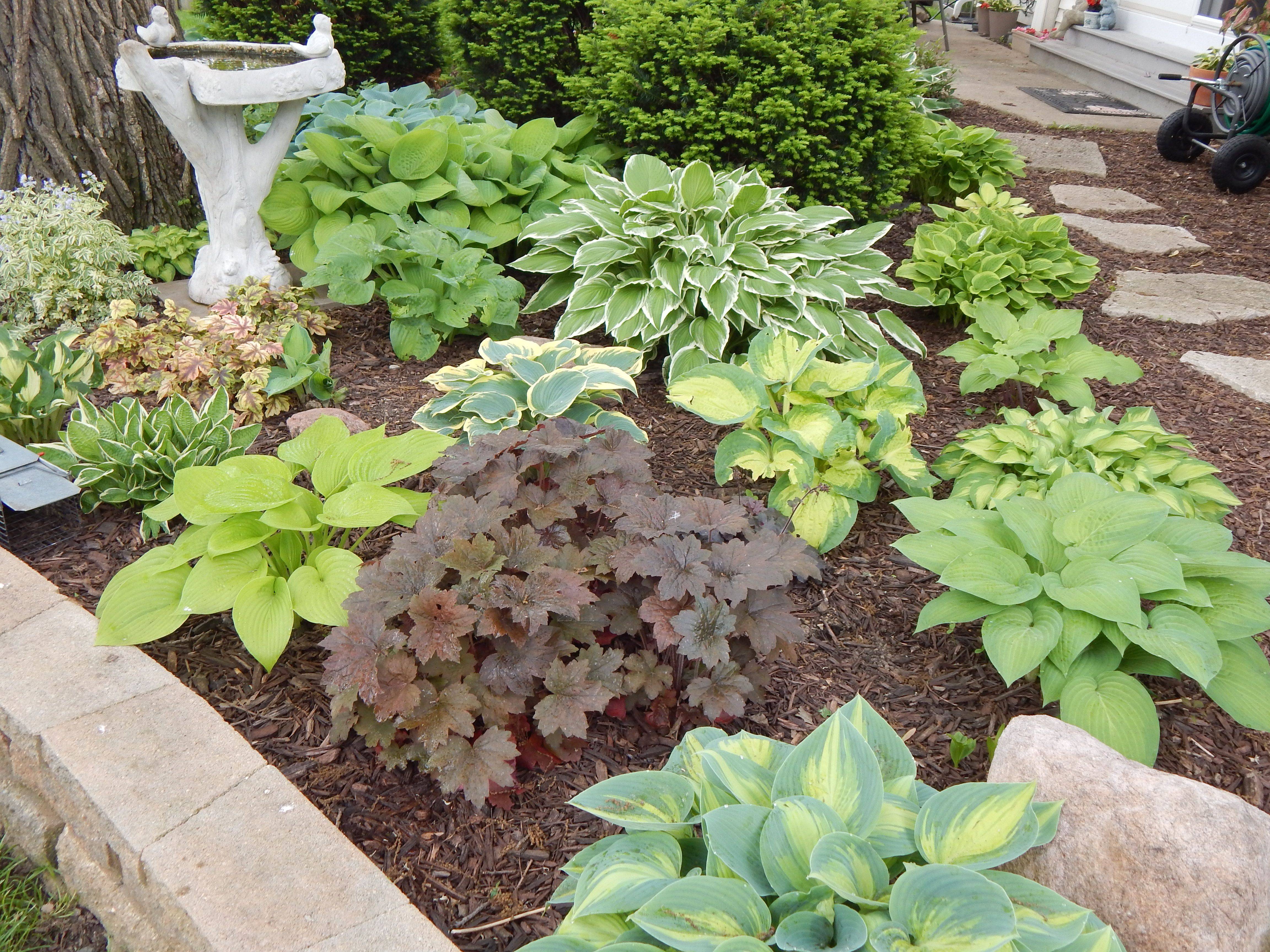 Garden Designs Foundation Shrubs