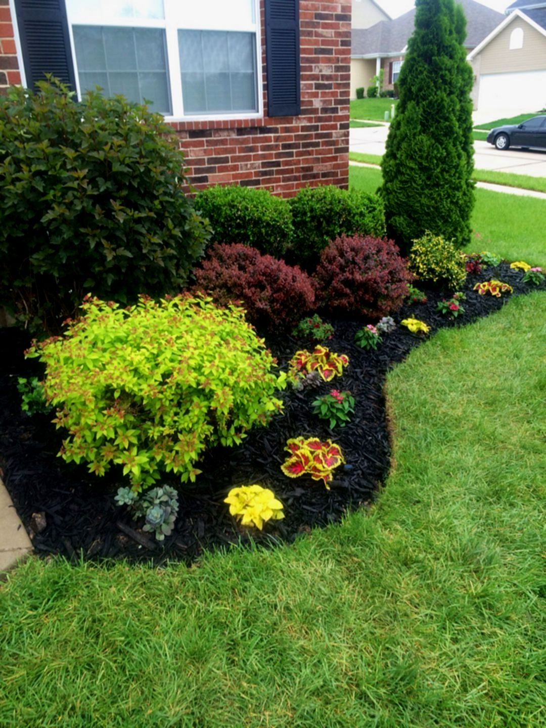 Other Plants