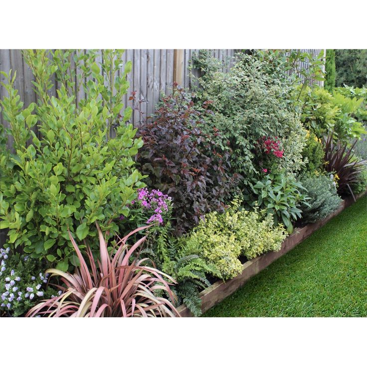 Mixed Shrub Narrow Border Planting Plan Uk