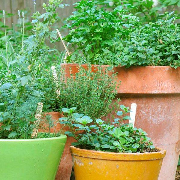 Space Savvy Easy And Efficient Urban Gardening Ideas