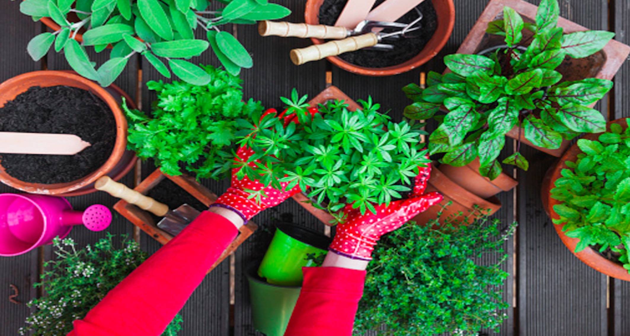 An Organic Healthy Lifestyle