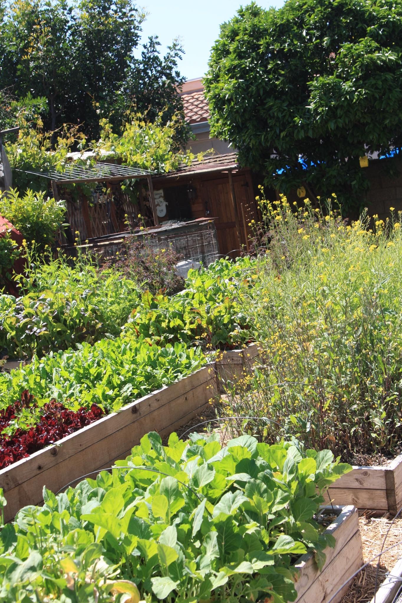 Edible Landscaping Front Yard Google Search Landscape Projects