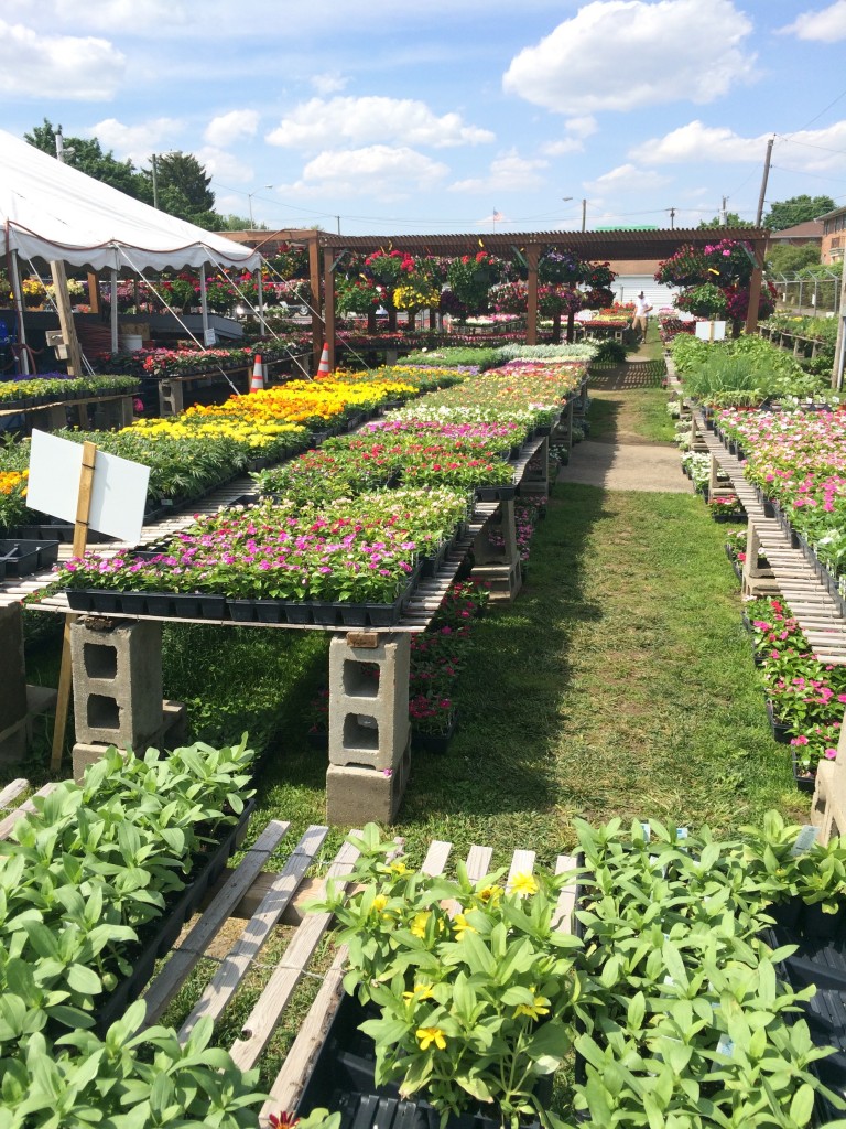 An Urban Vegetable Garden
