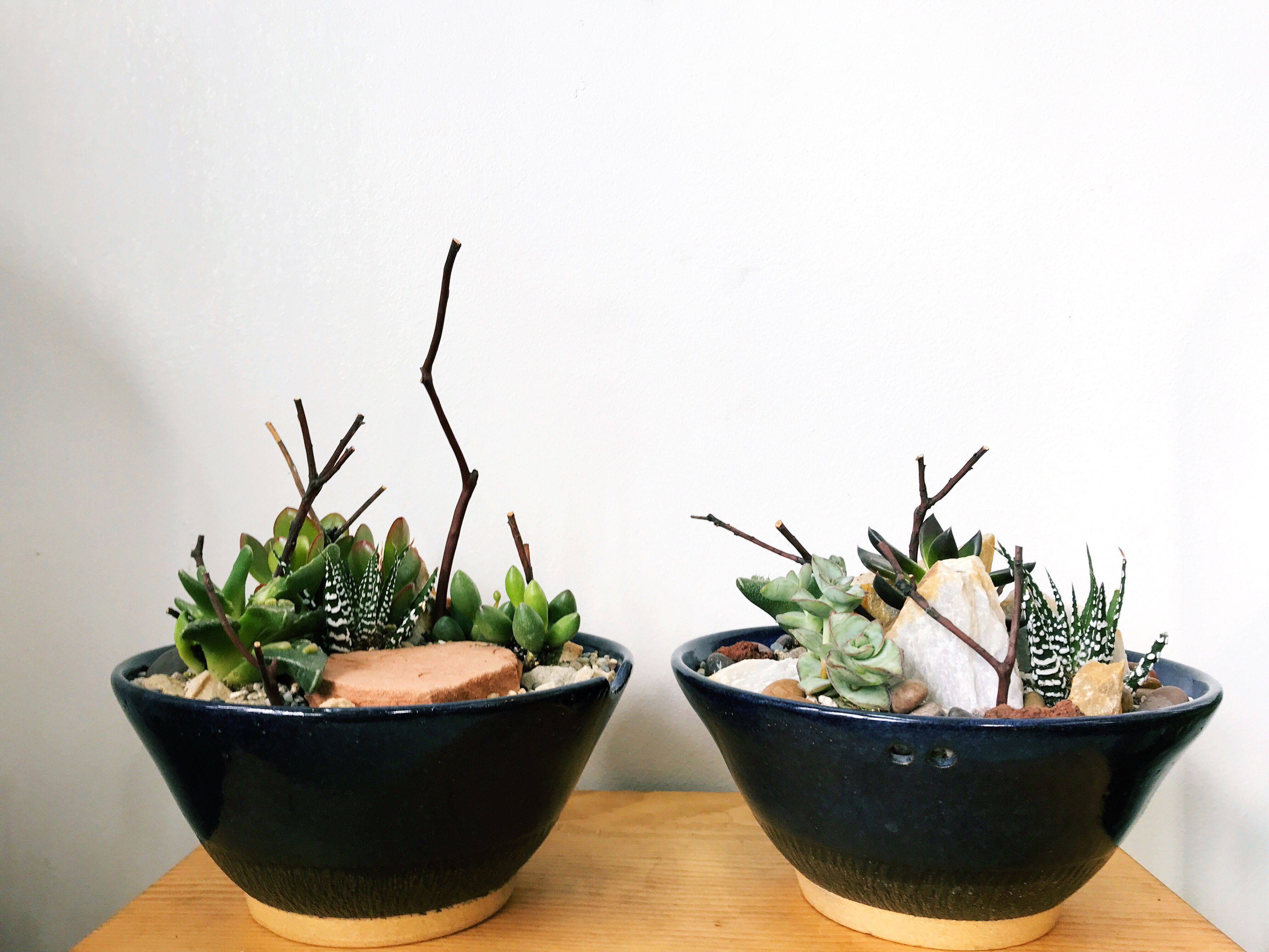 Dish Garden Designs