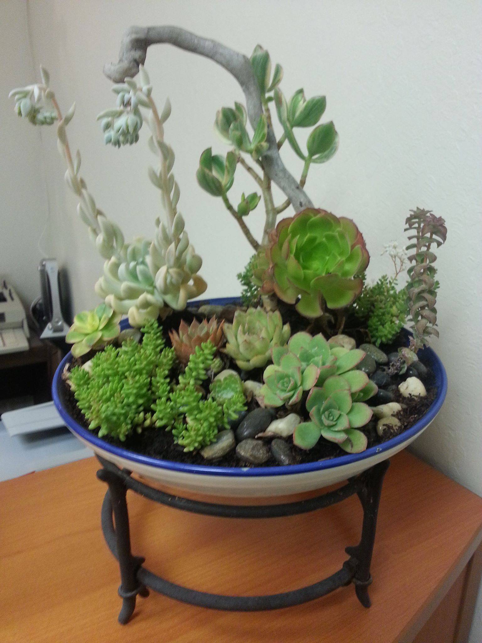 17 Dish Garden Pots Ideas You Should Look SharonSable