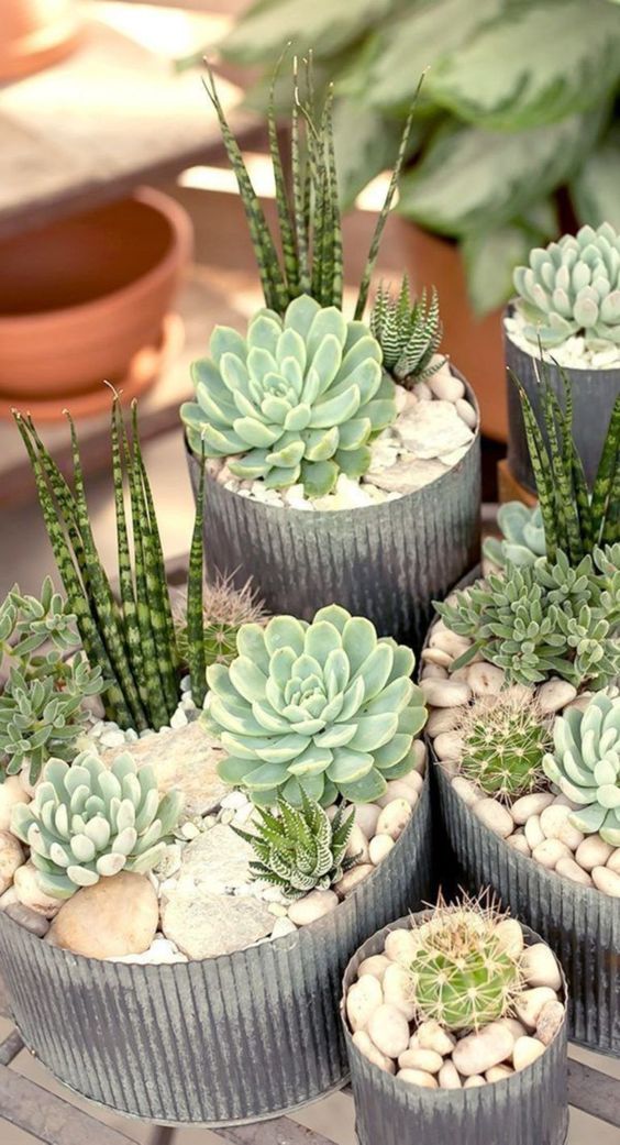 Easycare Mini Succulent Garden Ideas