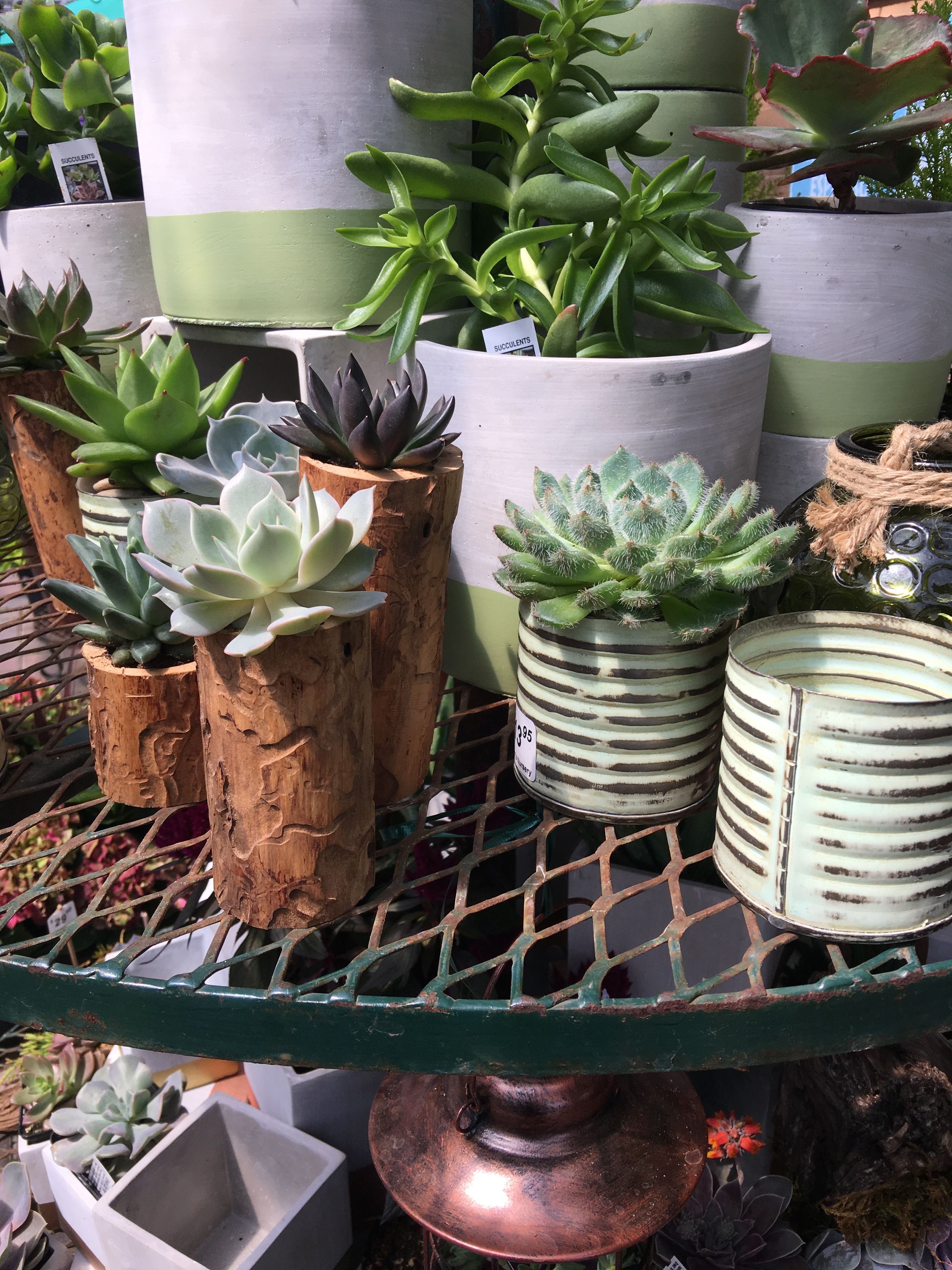 Charming Succulent Indoor Garden Ideas