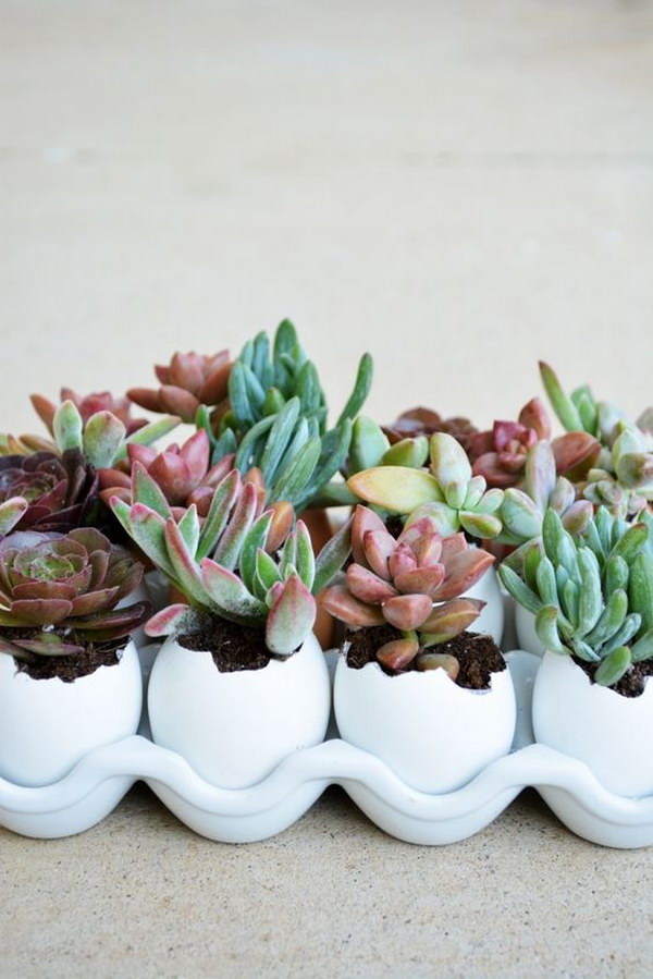 Indoor And Outdoor Succulent Garden Ideas Shelterness
