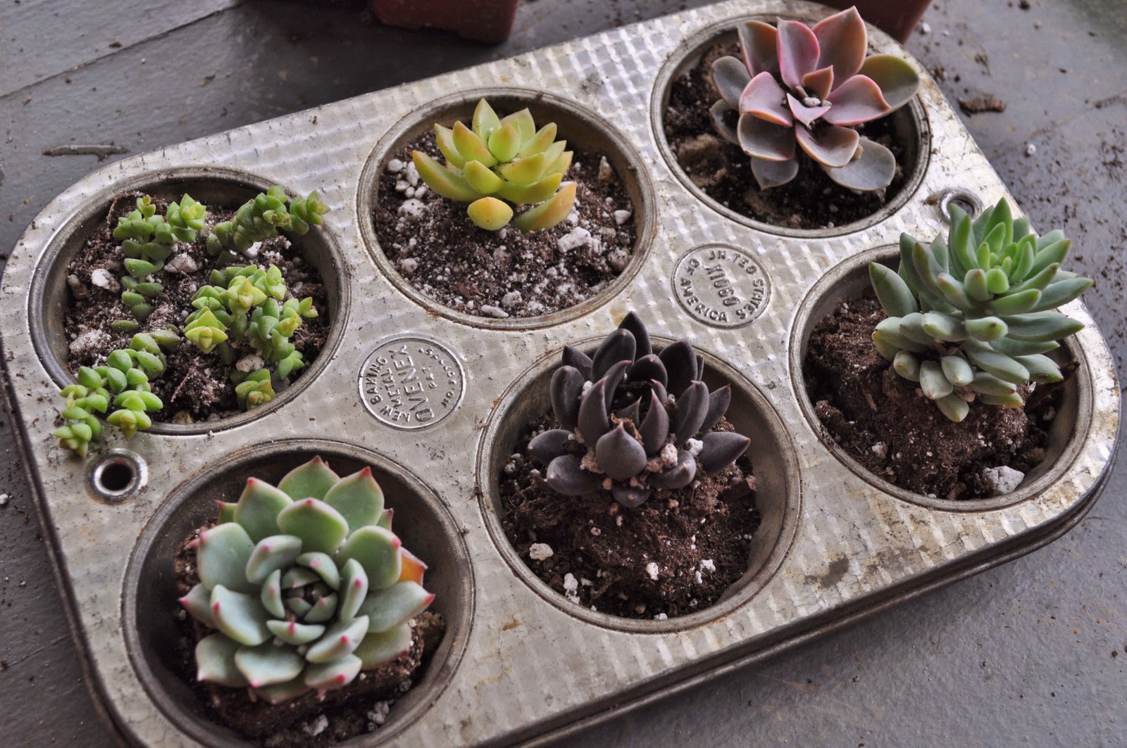 Diy Succulent Planter Ideas