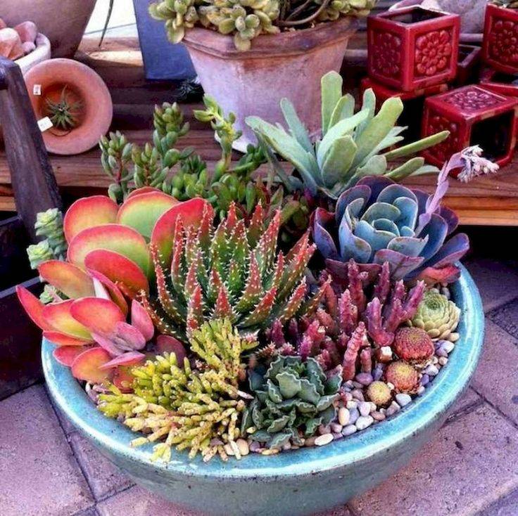 Best Indoor Succulent Planting Ideas