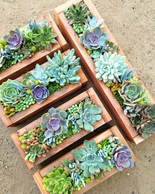 Inspiring Indoor Garden Succulent Ideas Magzhouse