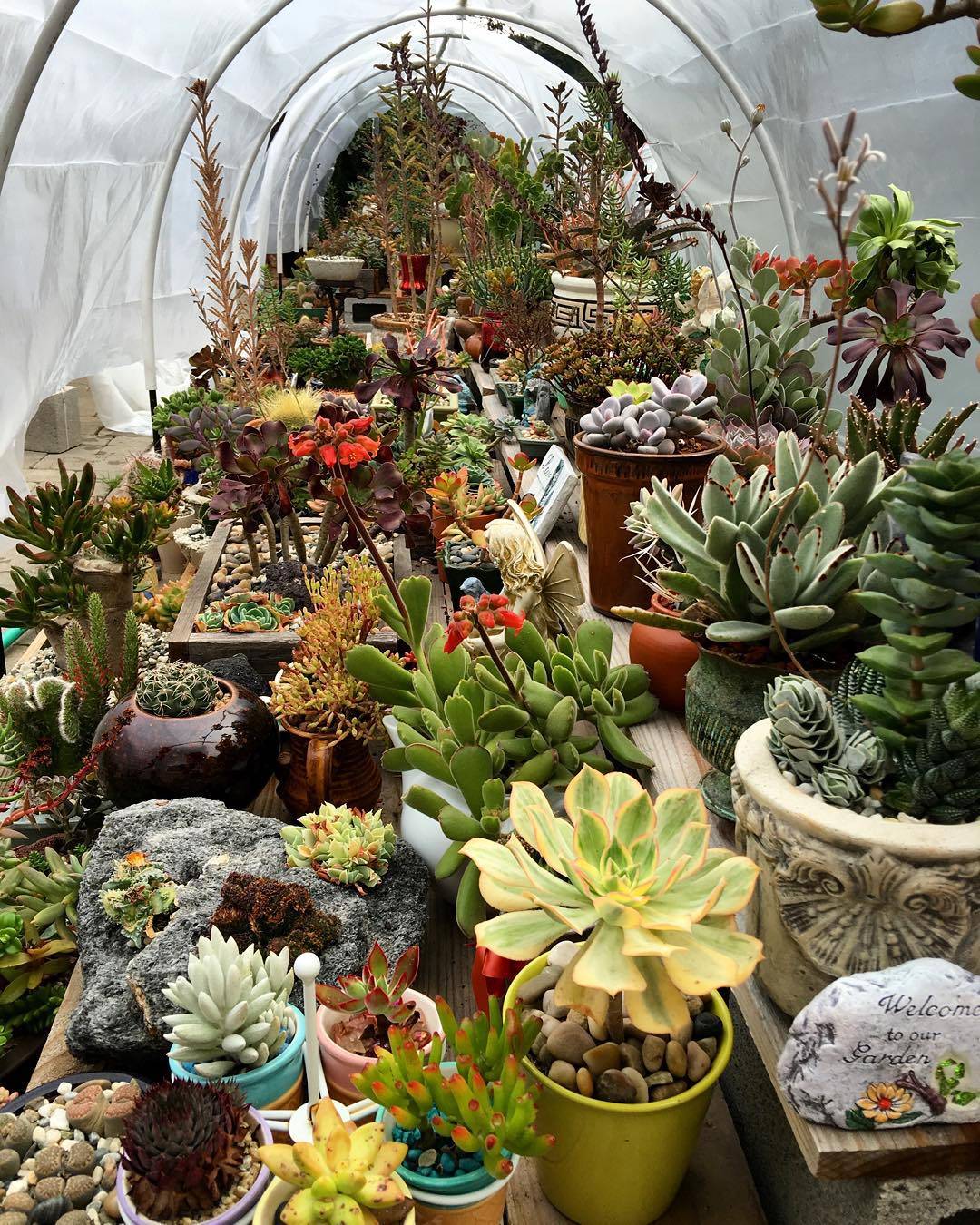 Charming Succulent Indoor Garden Ideas Succulent Garden