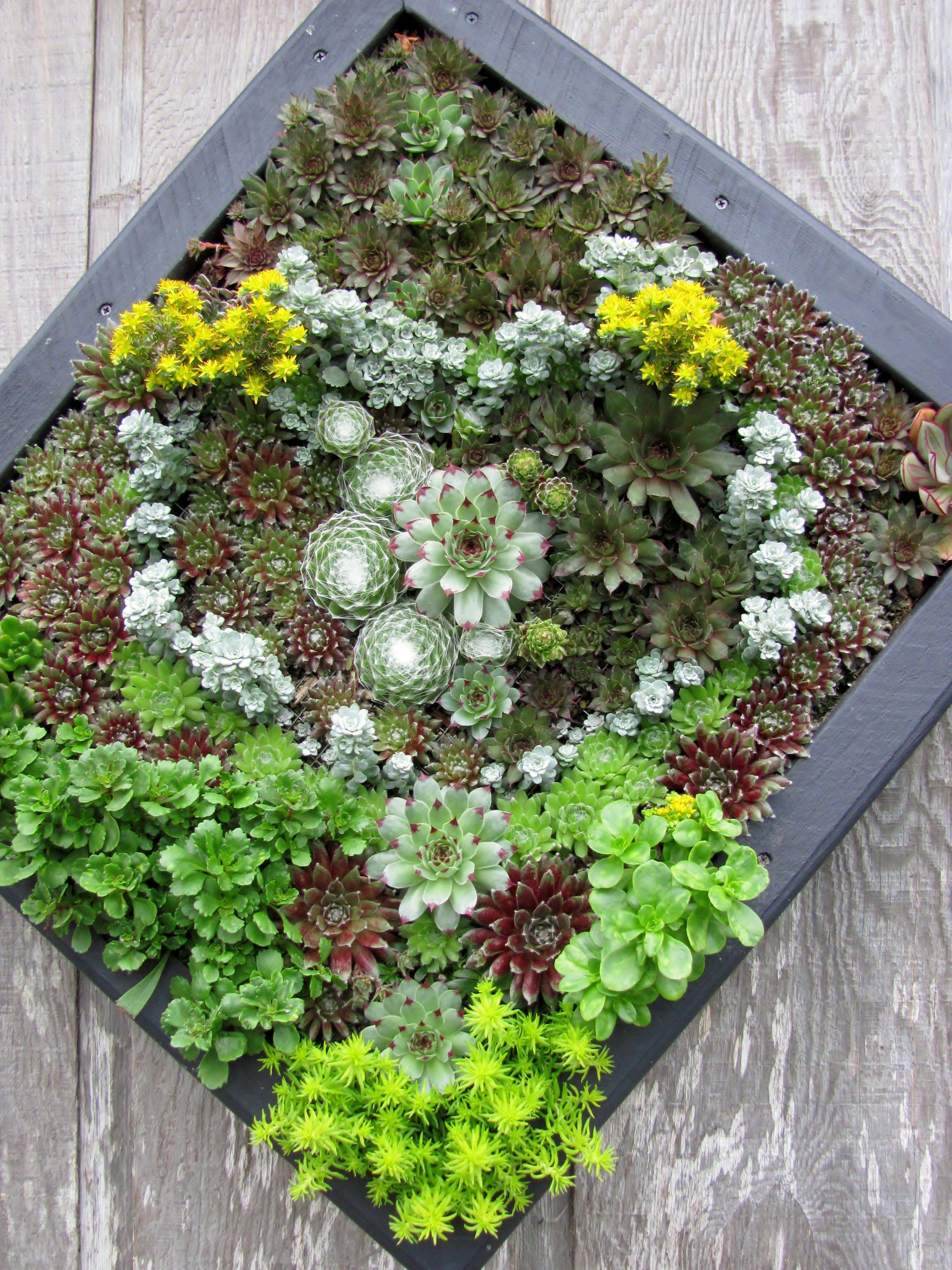 Cool And Unique Garden Decor Ideas Succulents
