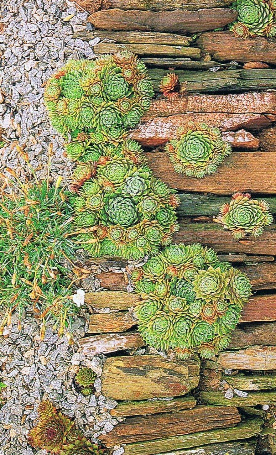 Succulent Garden Designs