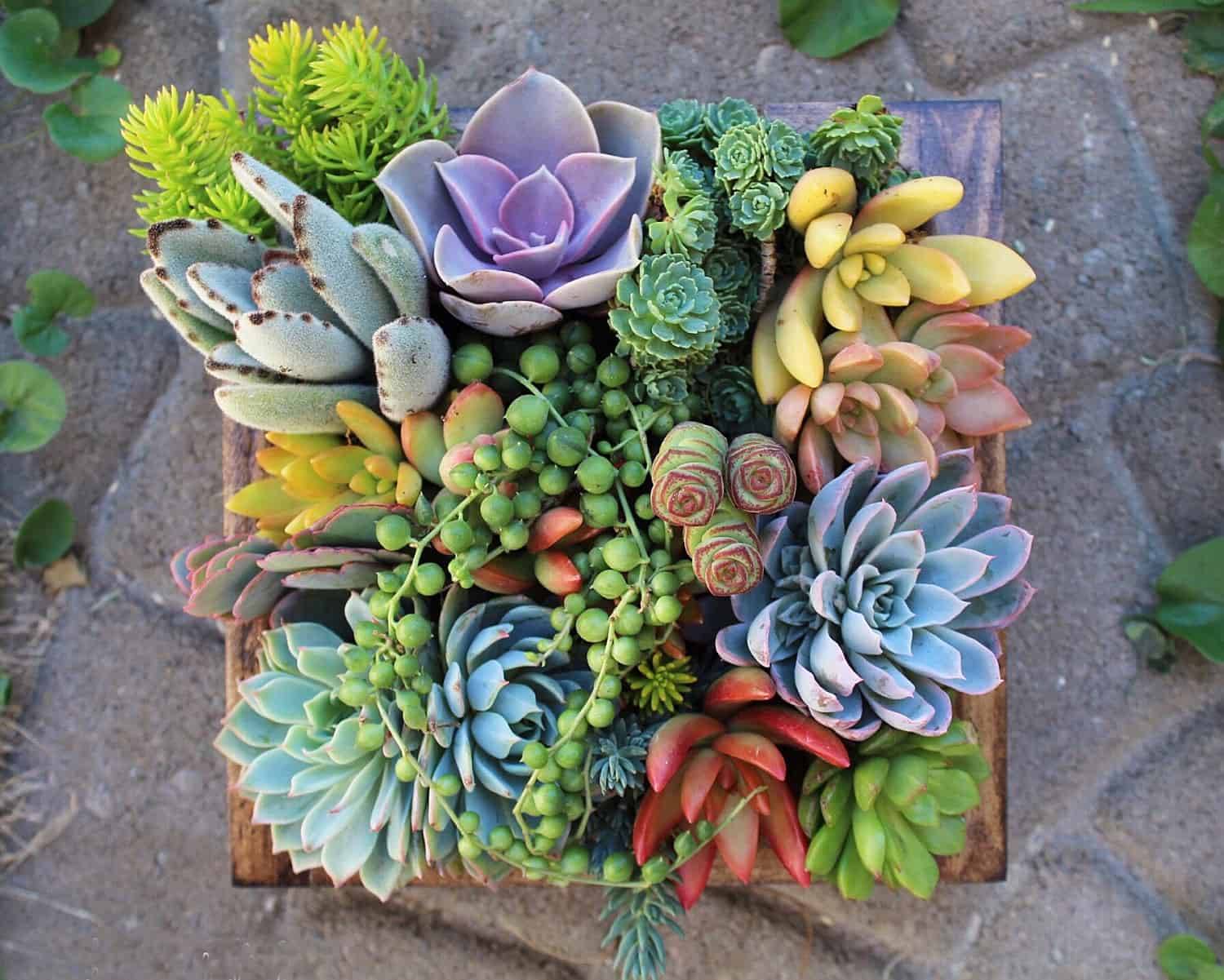 Cool Awesome Succulent Garden Ideas