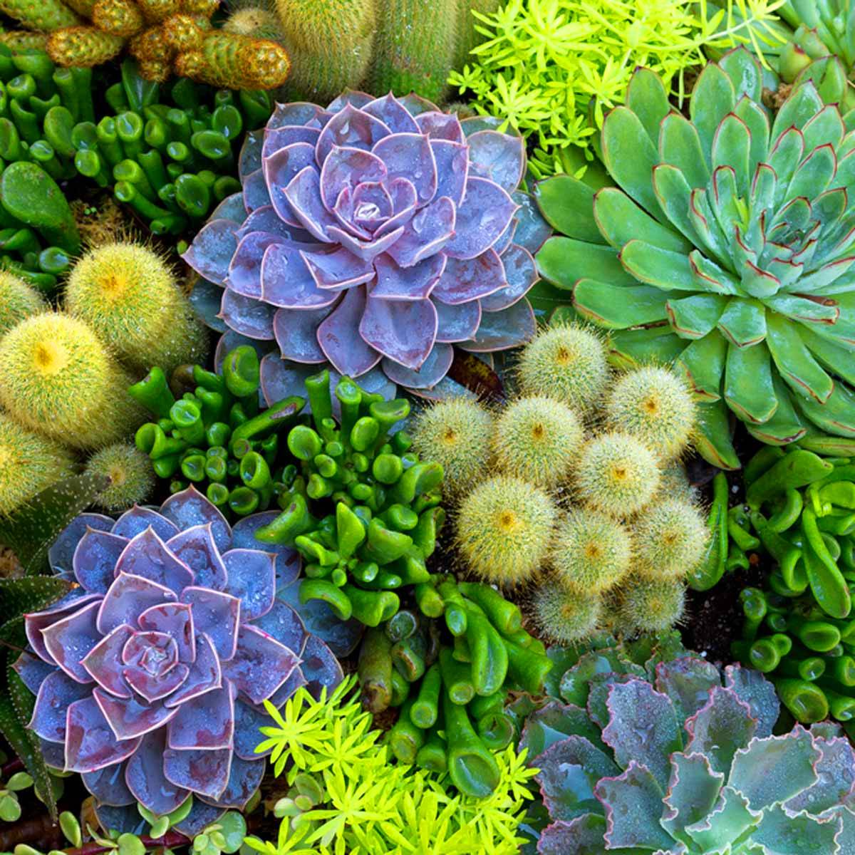Best Succulent Garden Ideas