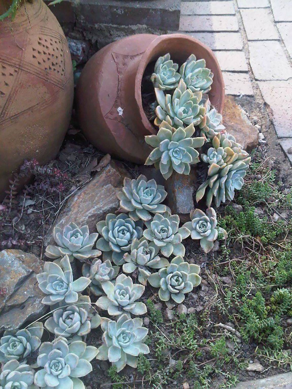 Awesome Container Garden