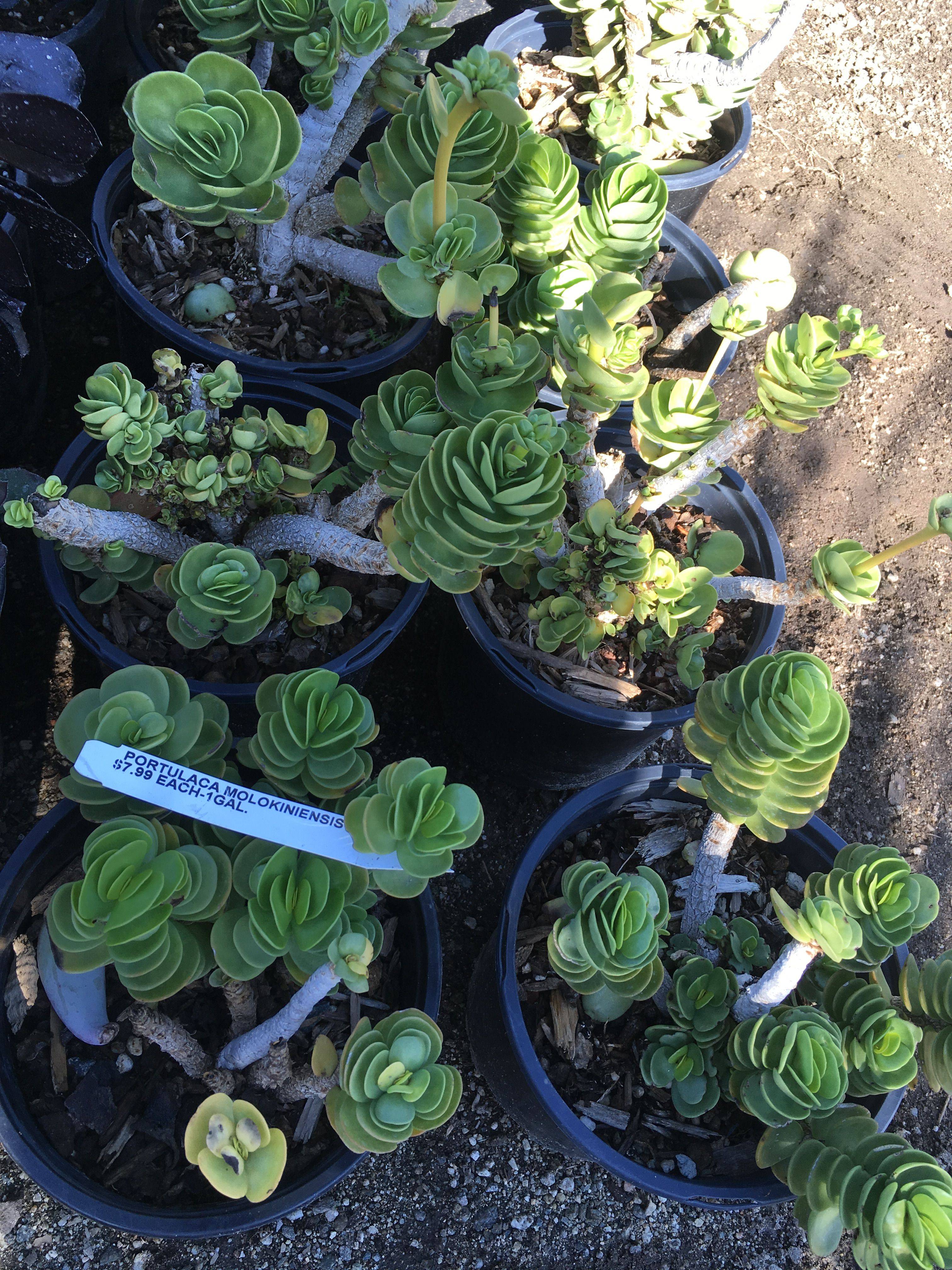 Japanese Garden Ideas