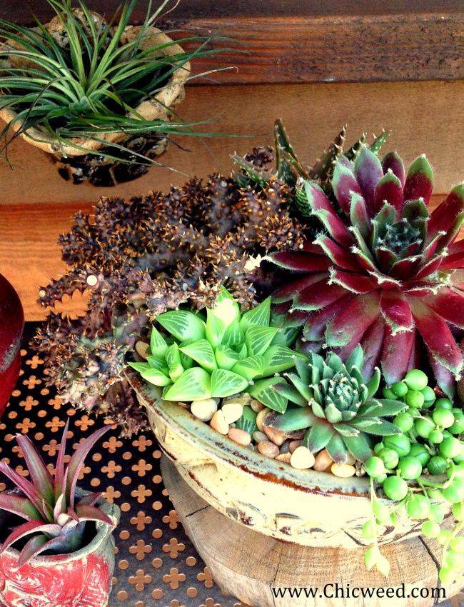 Colorful Succulent Garden