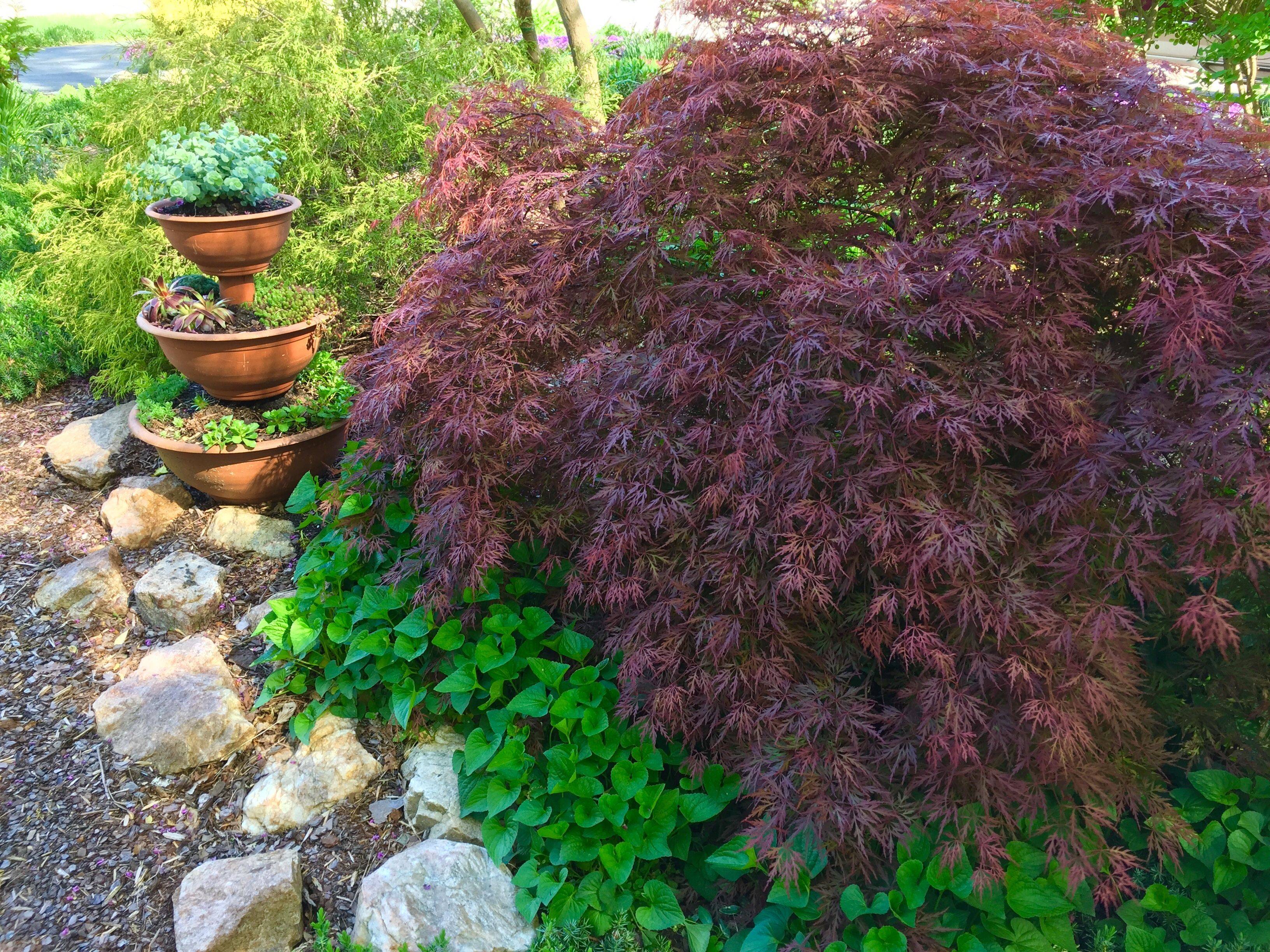 Colorful Succulent Garden
