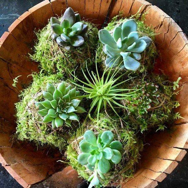 Succulent Landscaping
