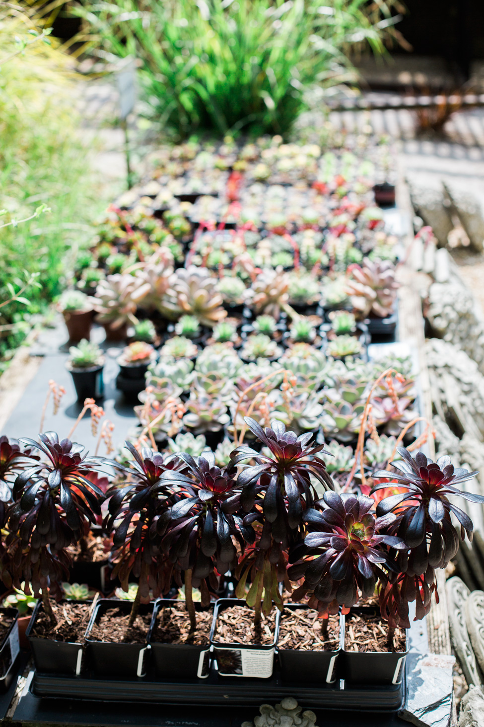 22 Japanese Succulent Garden Ideas To Try This Year SharonSable