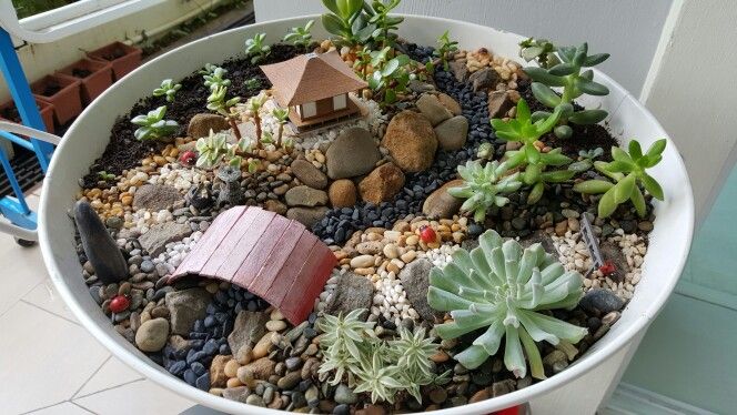 Cacti Pictures Cool Design