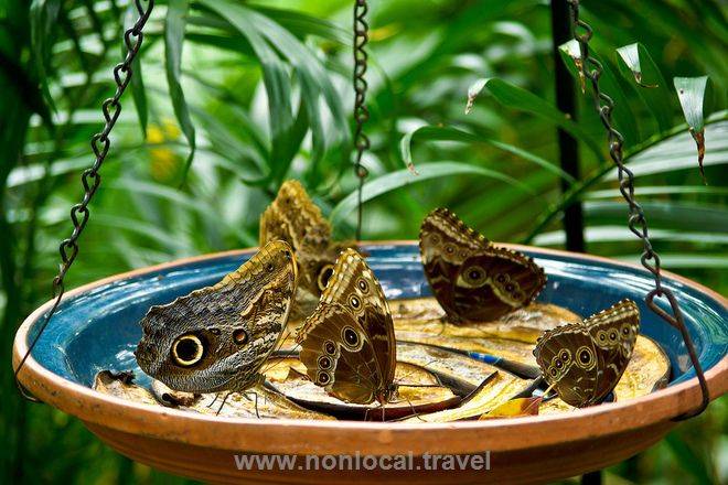 Missouri Botanical Garden Ideas