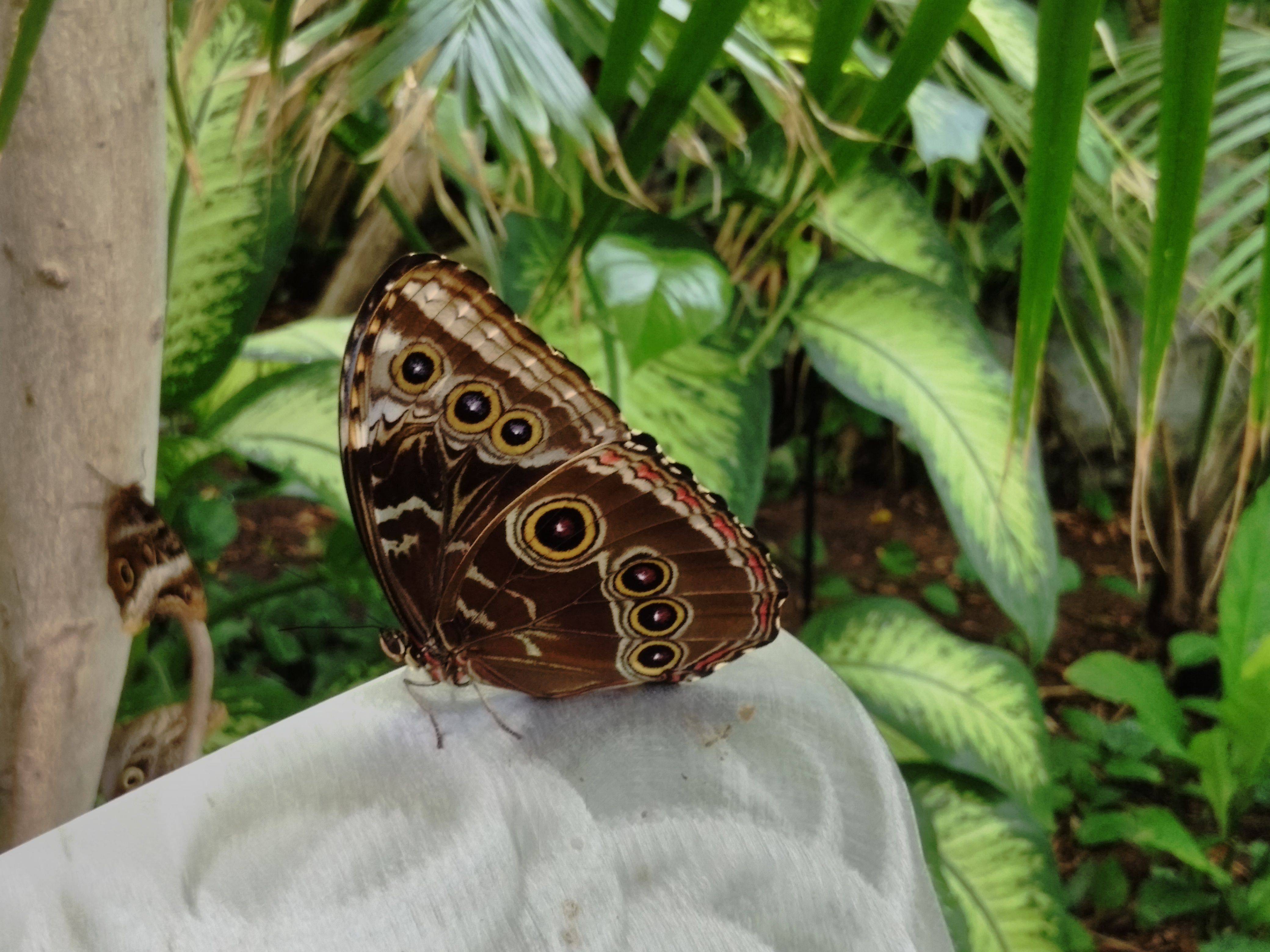 Butterfly Garden Butterfly Garden Mizzou Botanic Garden