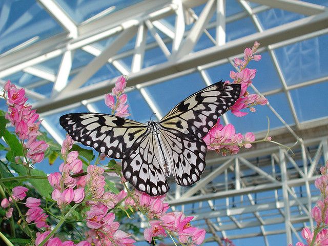 Butterfly House Missouri Botanical Garden House