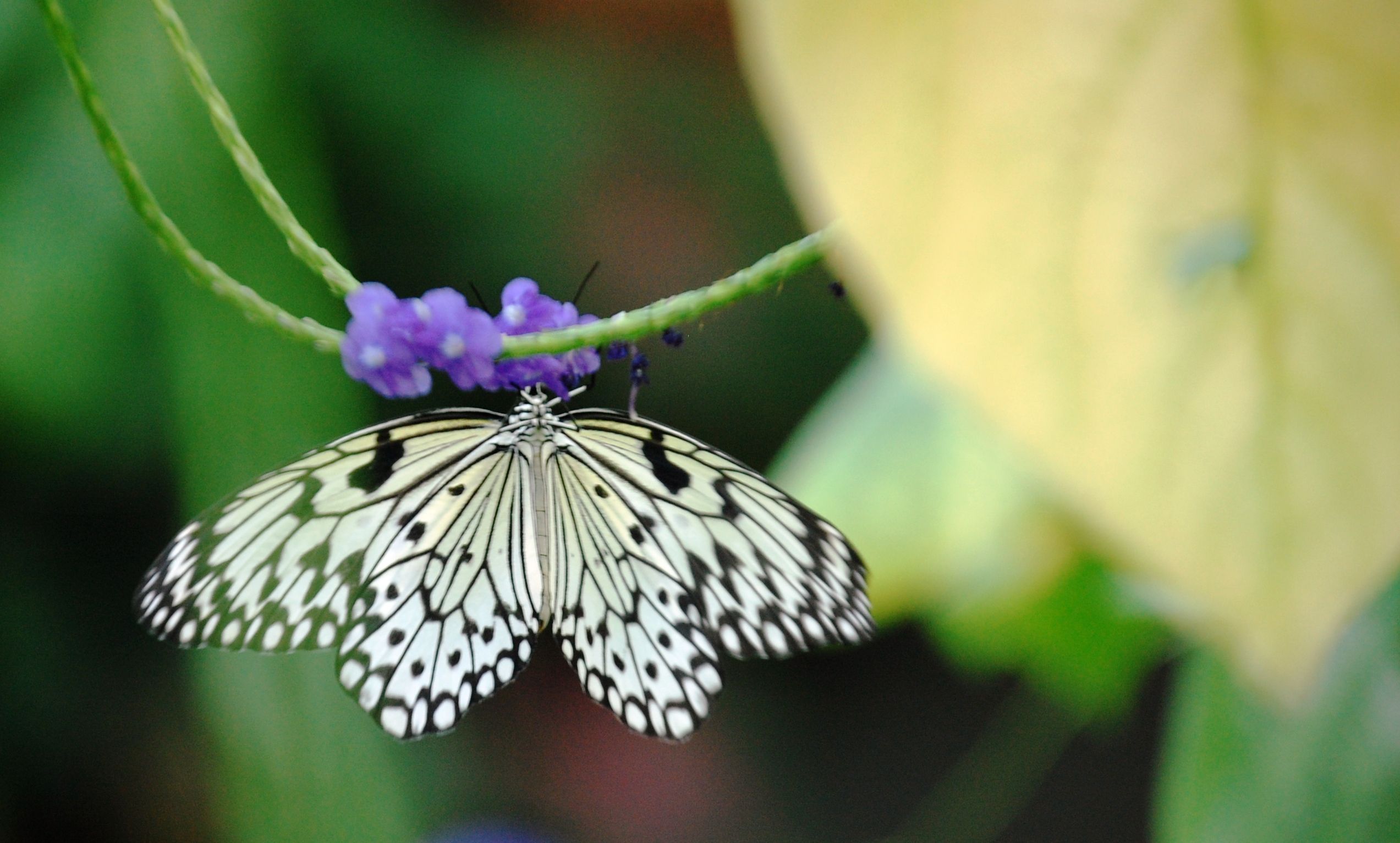 Butterfly House Missouri Botanical Garden House Garden House