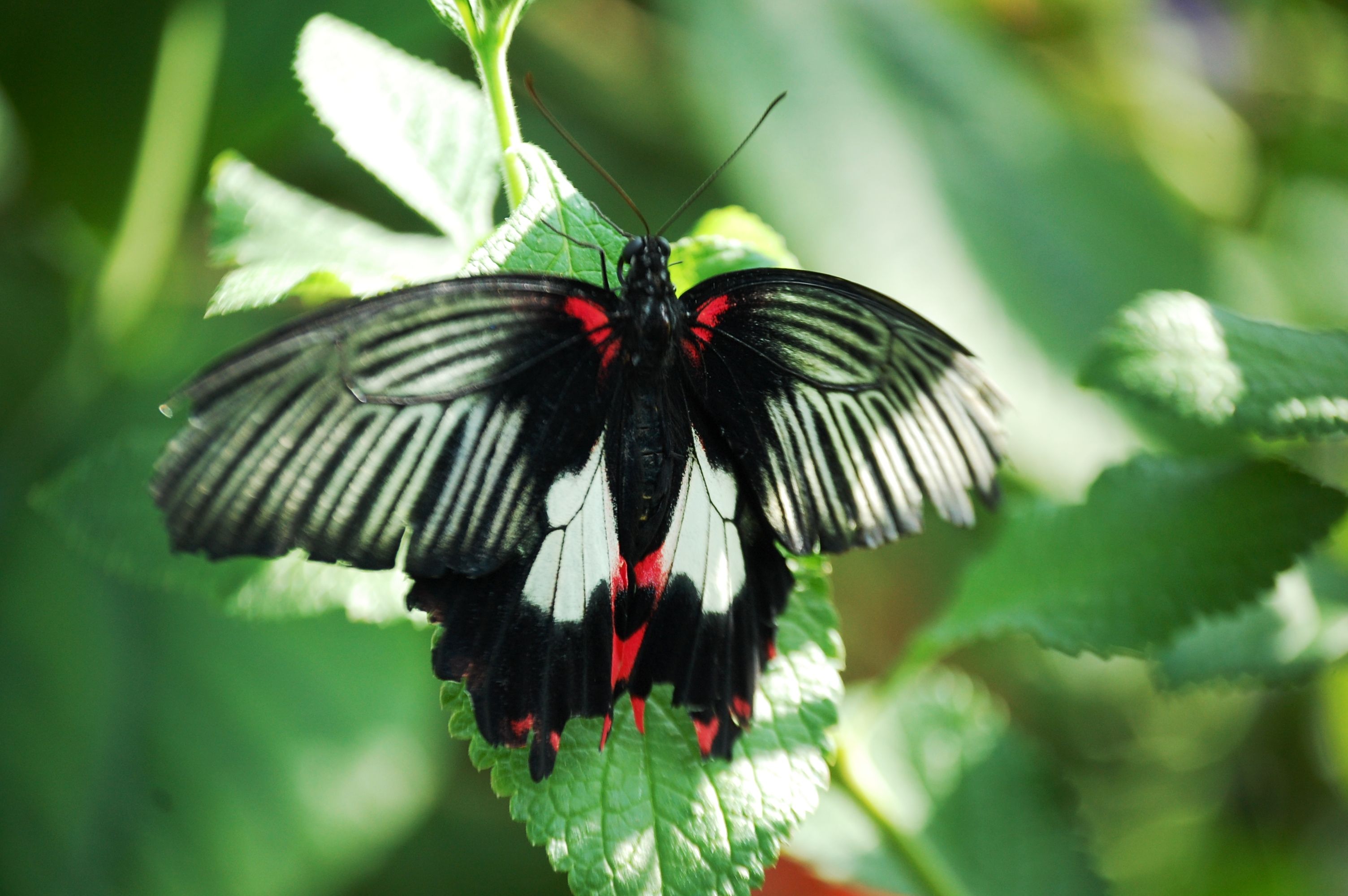 Butterfly House Missouri Botanical Garden House