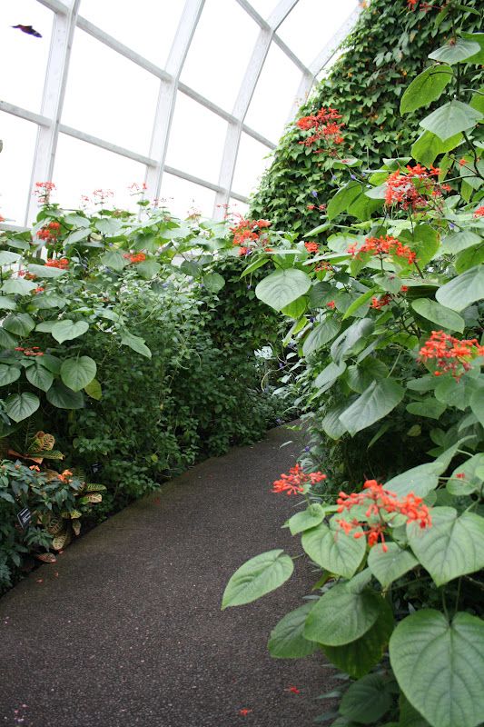 Butterfly House Missouri Botanical Gardens Httpswwwnonlocaltravel