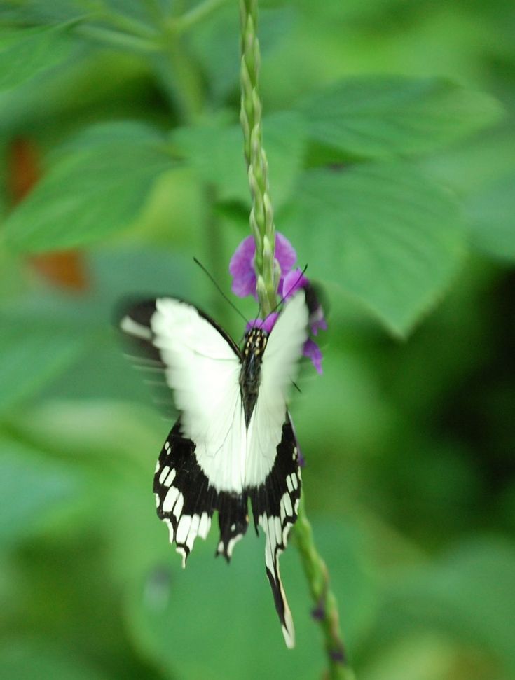 Winter Jewels Butterfly House