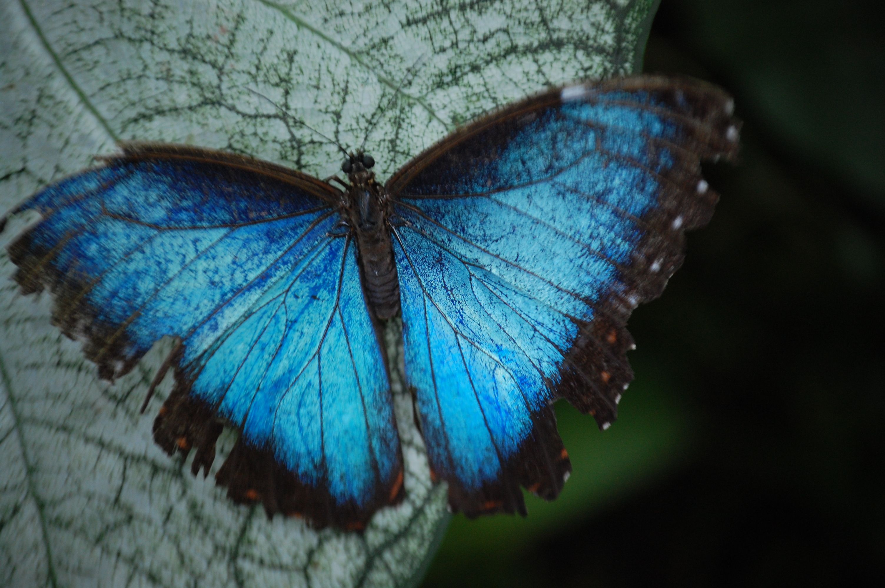 Missouri Botanical Gardens