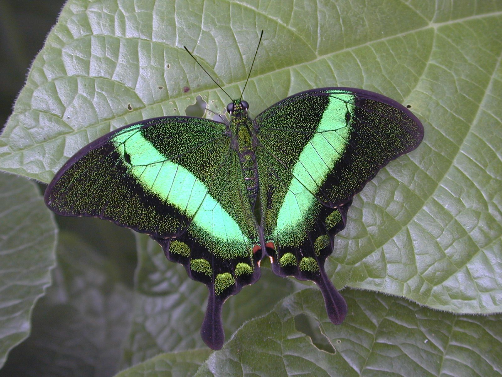 Missouri Botanical Gardens