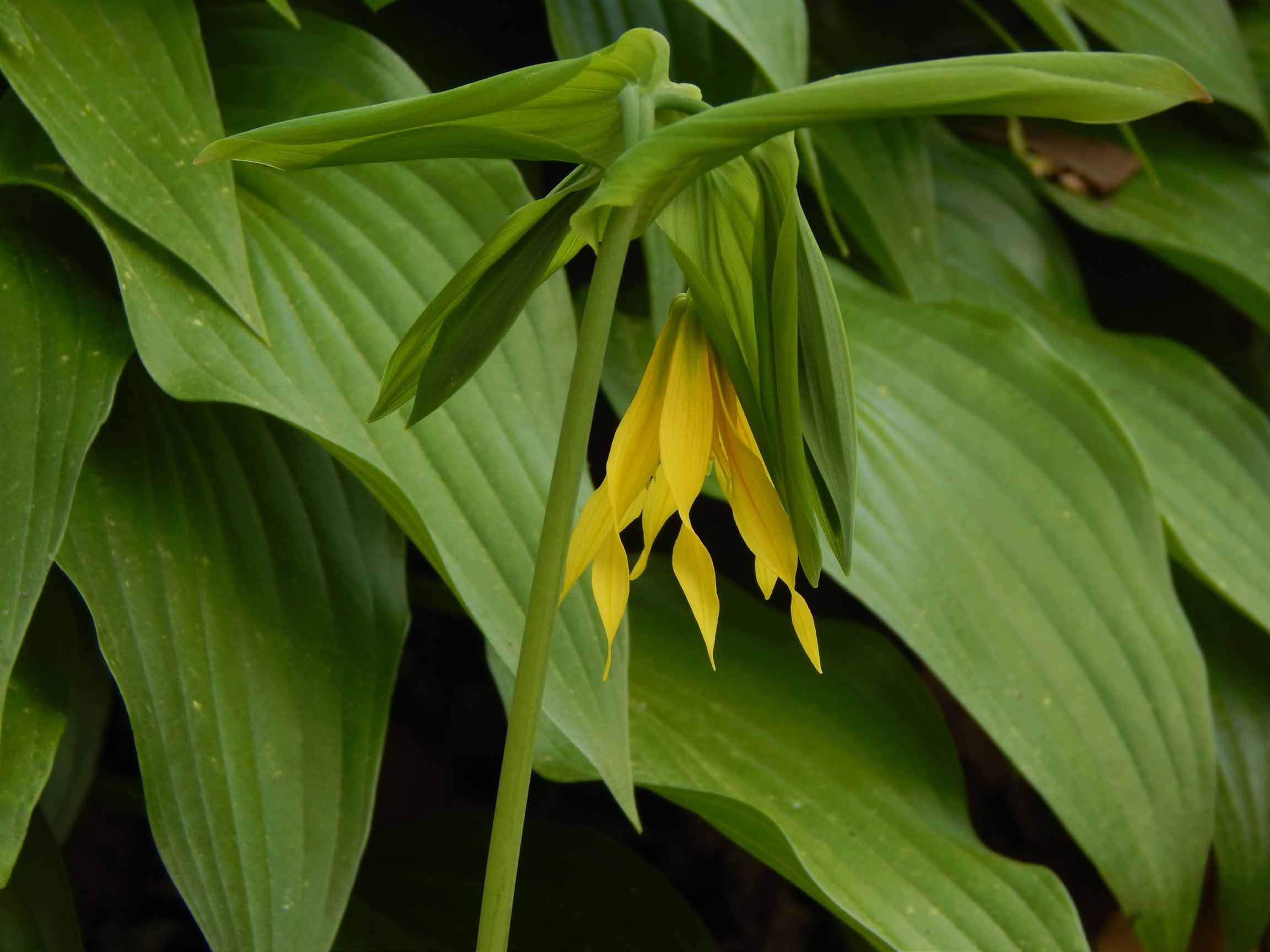 St Louis Butterfly House