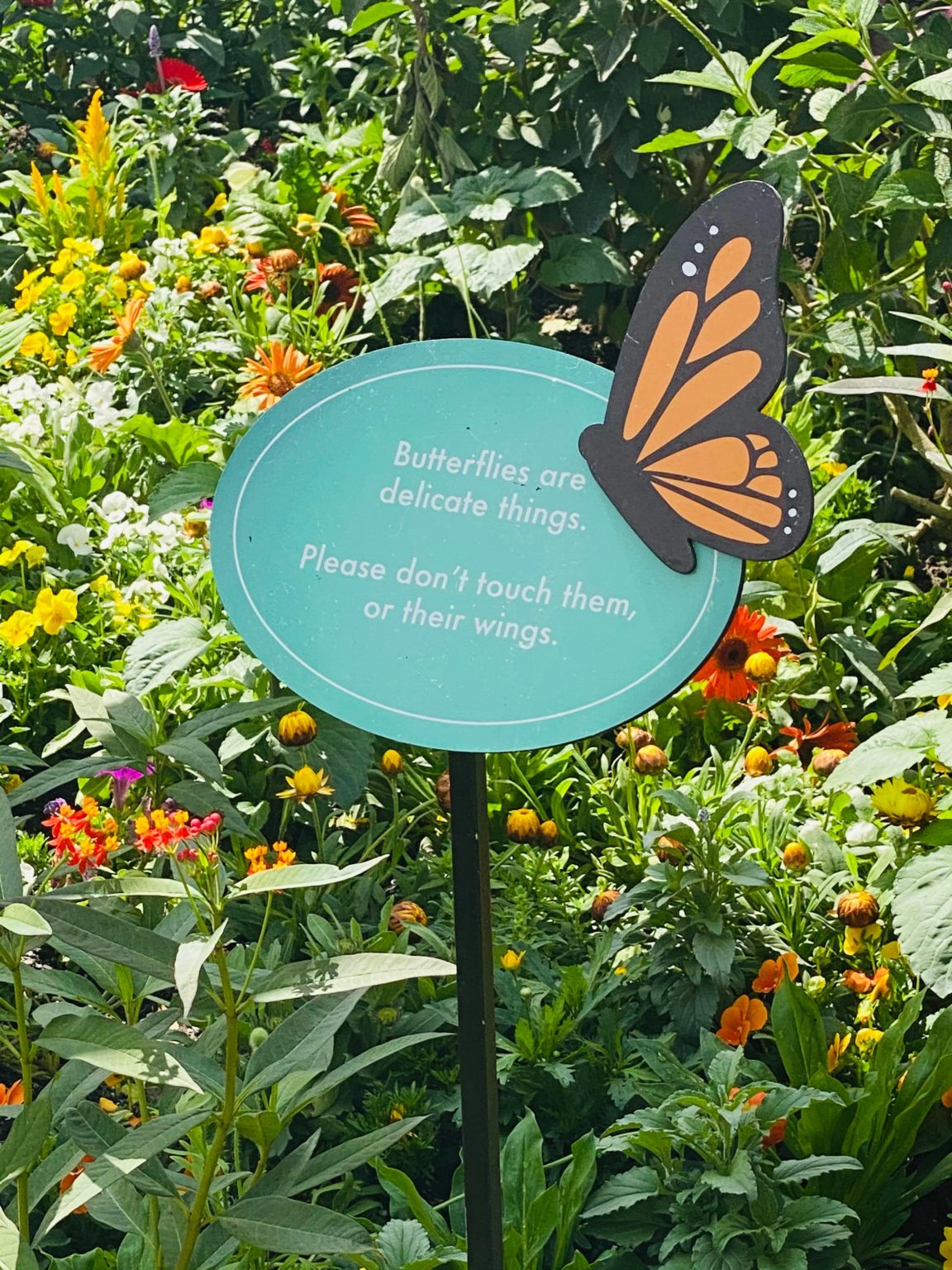 The Butterfly House