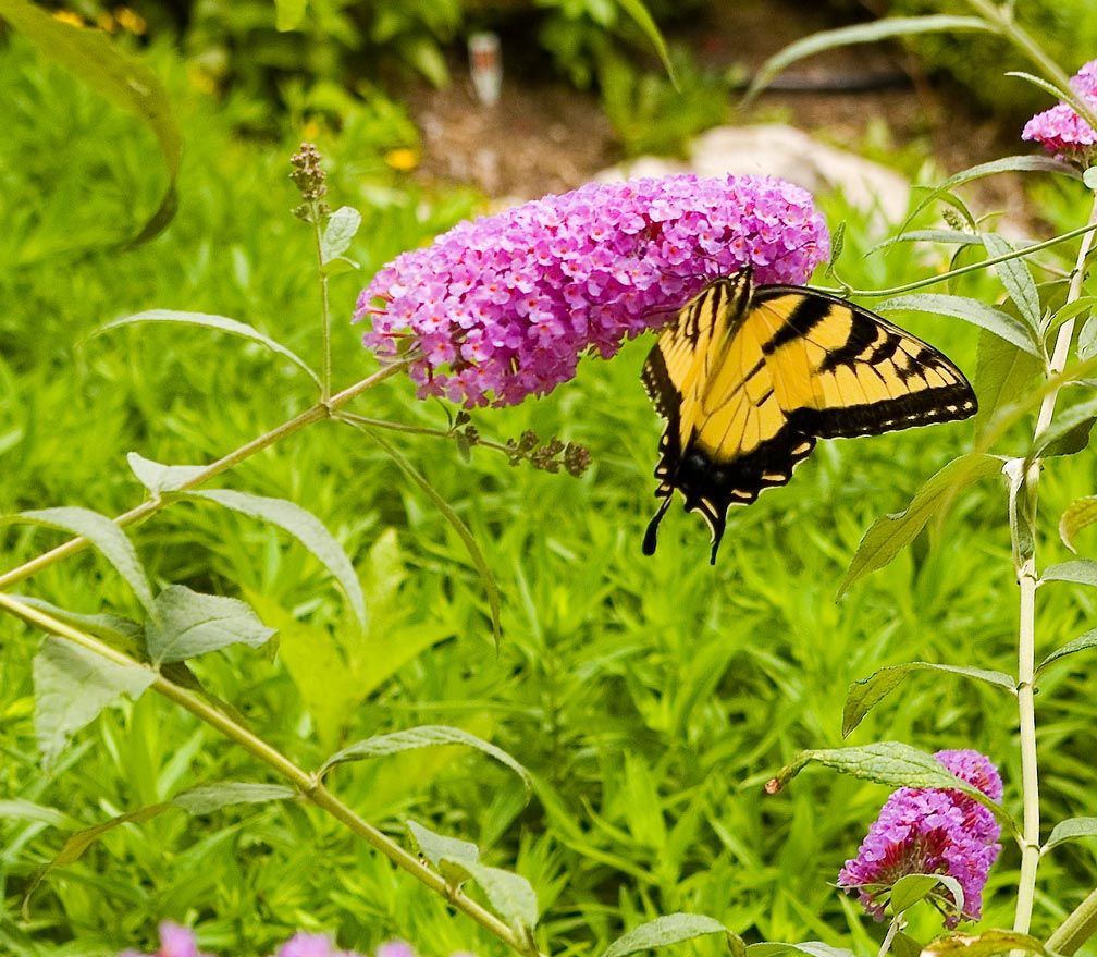 The Missouri Botanical Garden