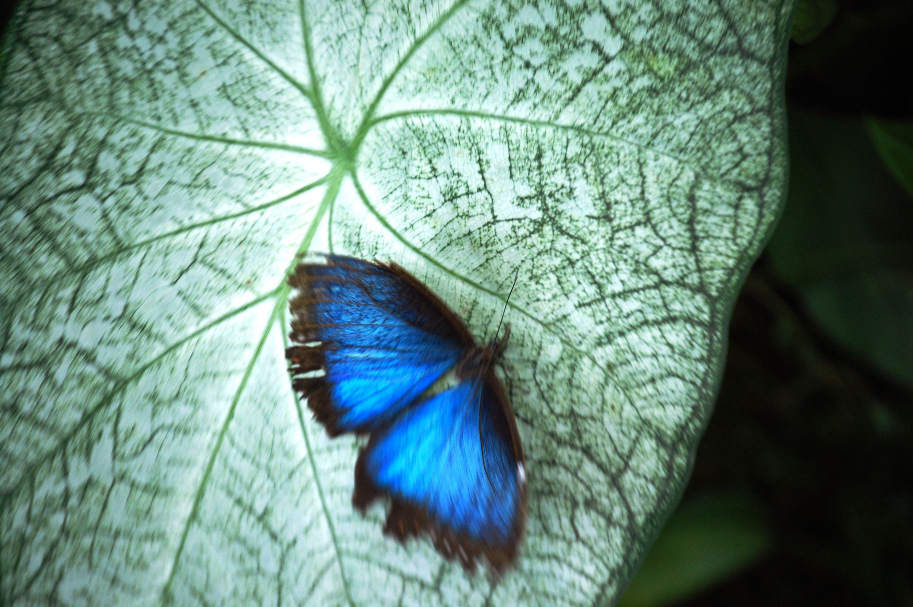 Sophia M Sachs Butterfly House