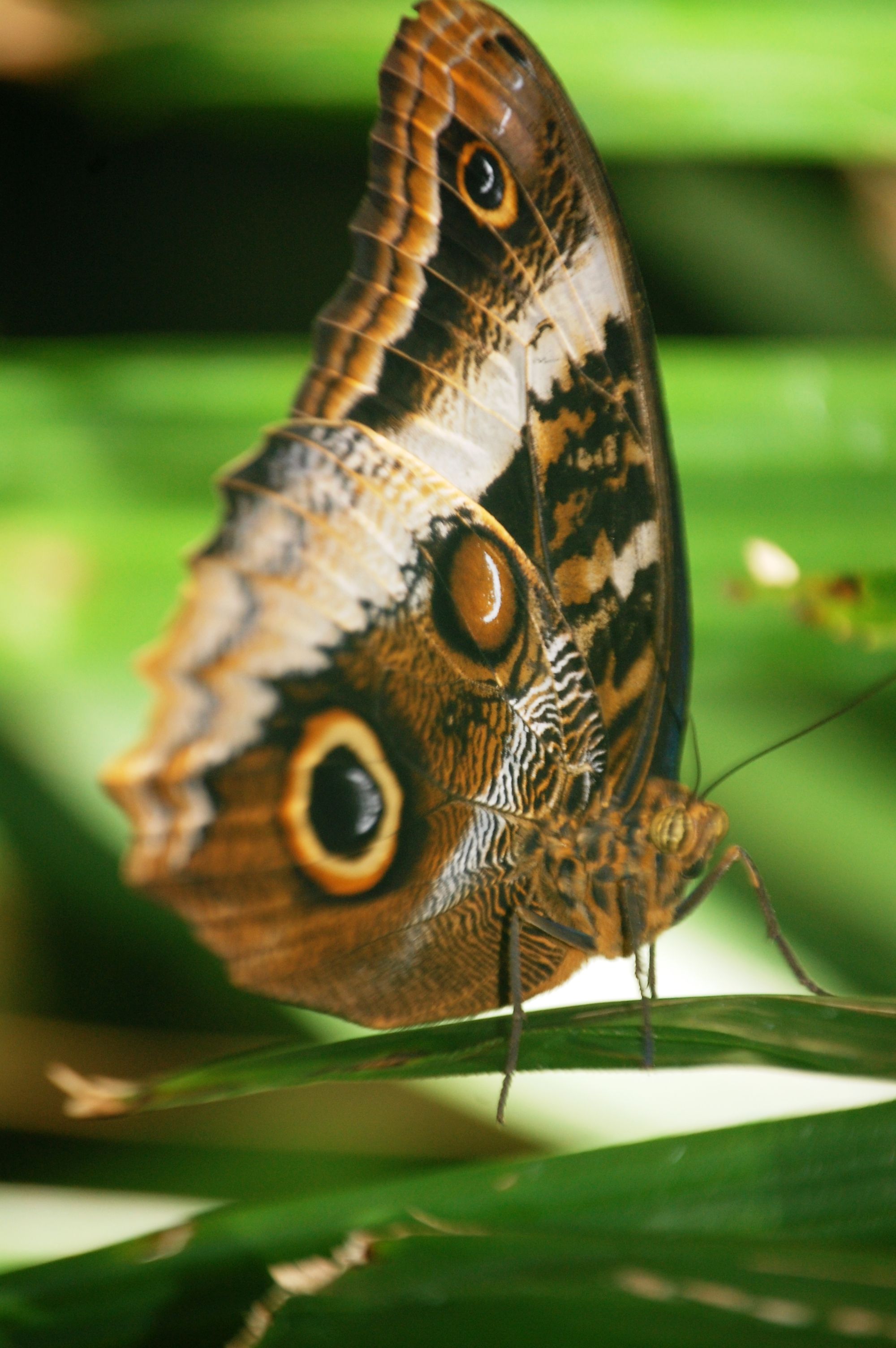 Practically Every Butterfly Zoo