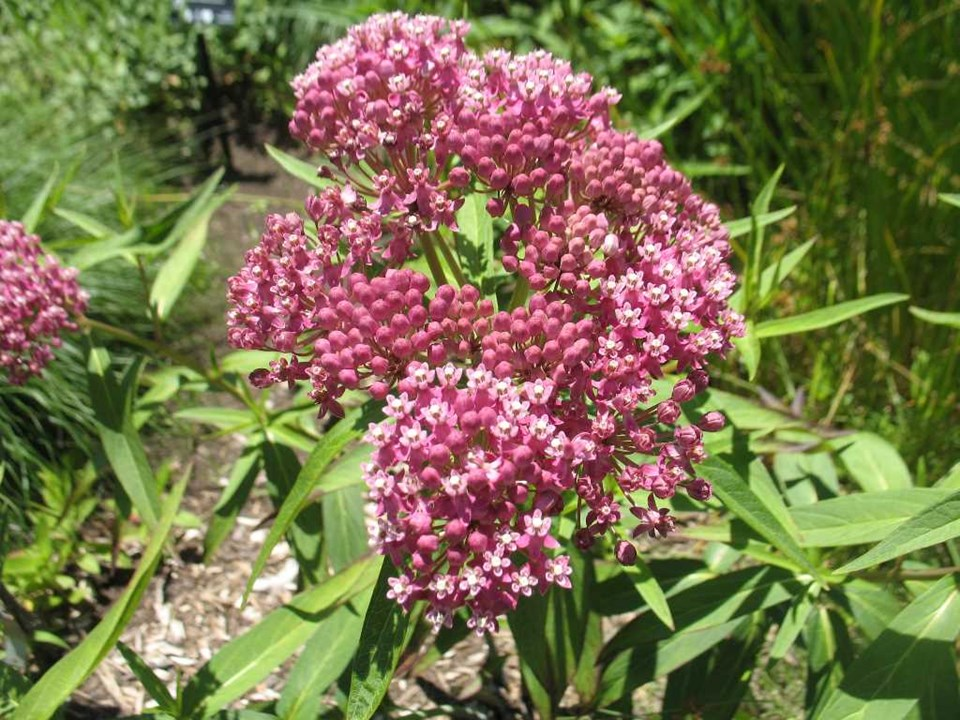 Missouri Botanical Garden