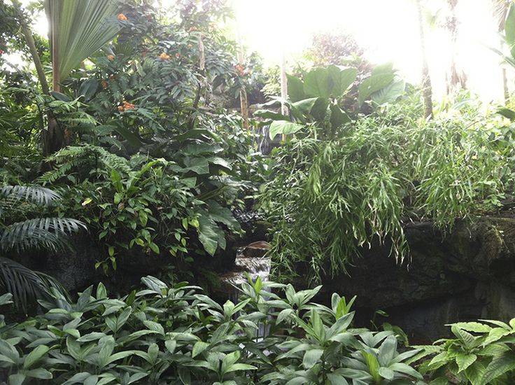 Native Goldenrods Worth