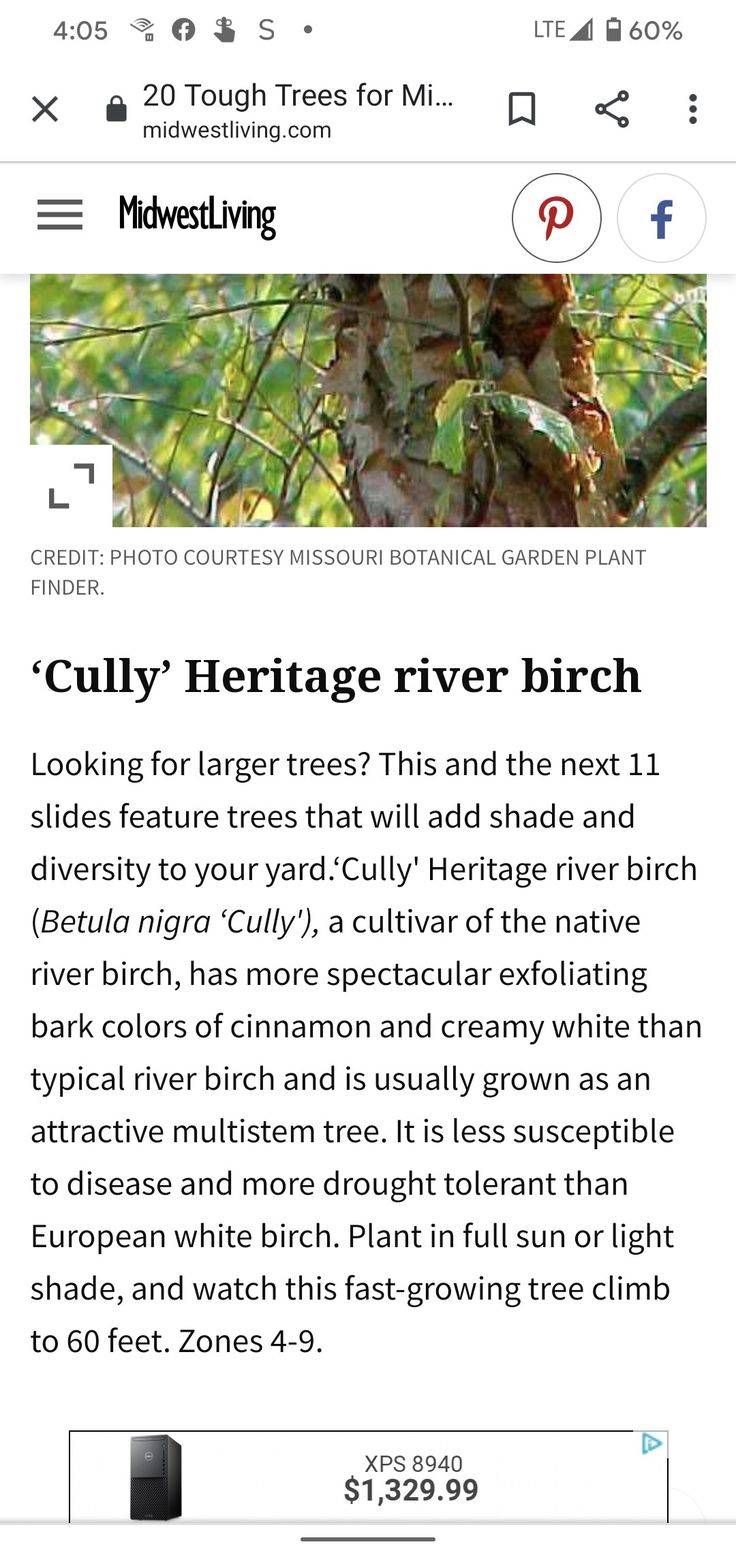 Cotinus Coggygria Daydream Missouri Botanical Garden