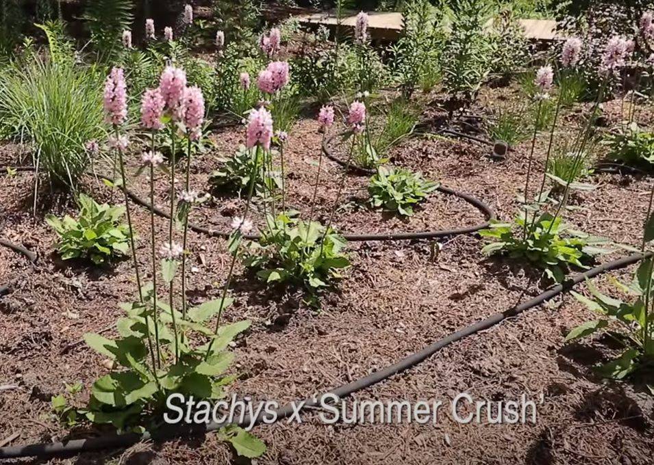 Missouri Botanical Garden Plant Finder Field Trial Results